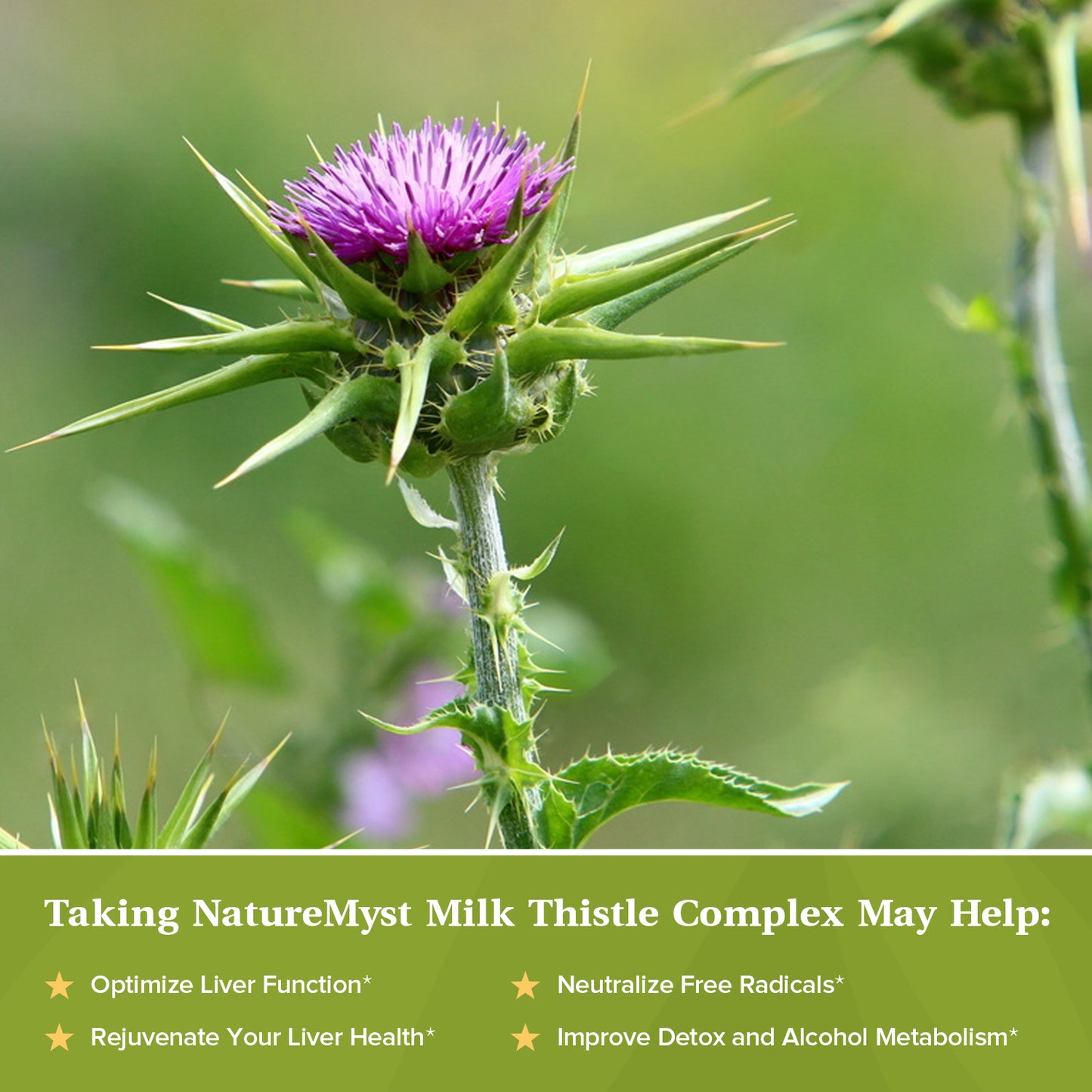 Milk Thistle Complex